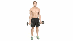 Dumbbell Curls Dumbbell Curls