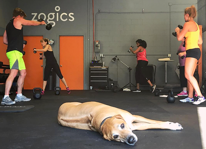 Zogics Company Gym